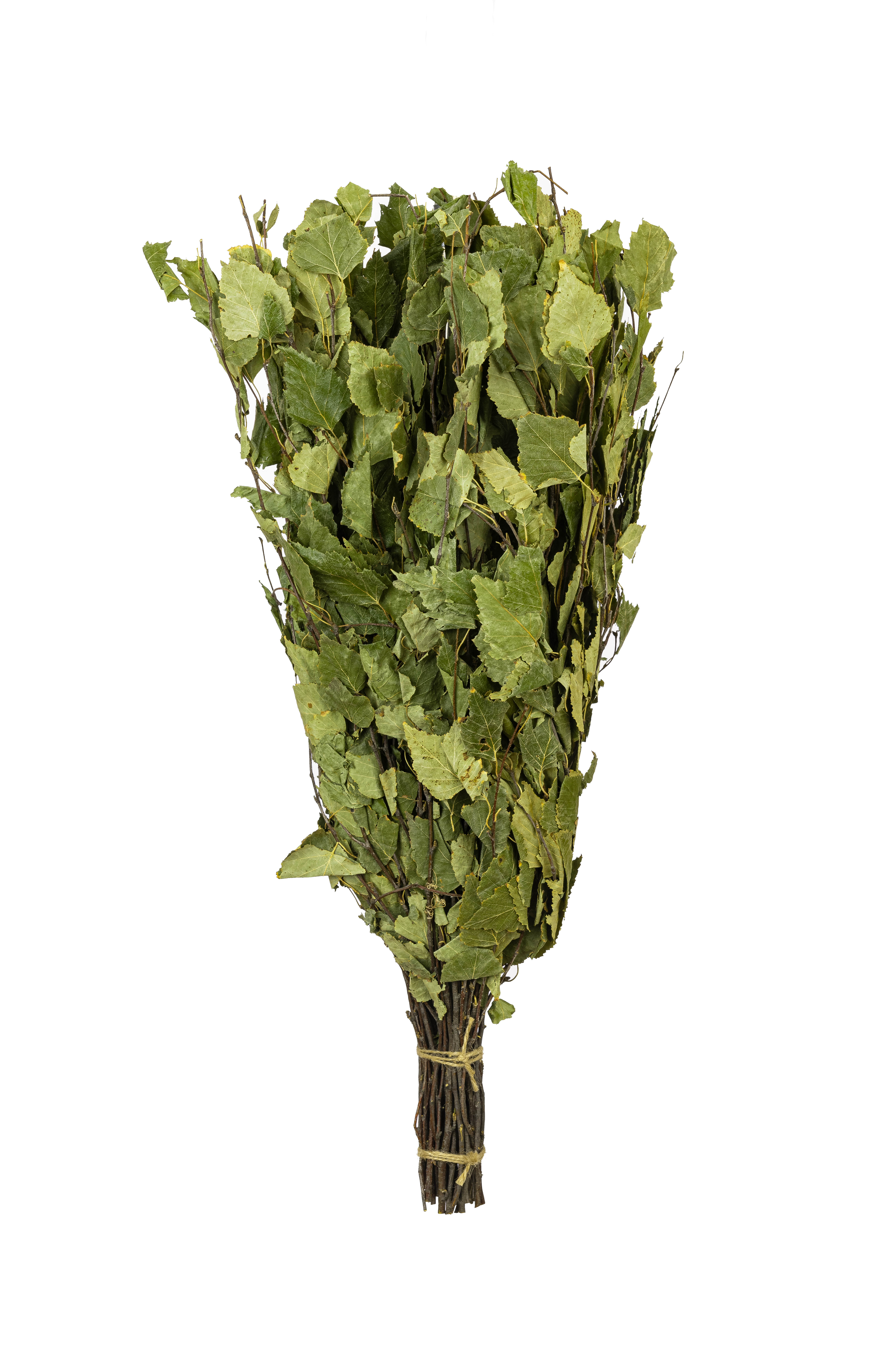 Finnischer Birken-Quast „Vihta“ aus jungen Birkenzweigen